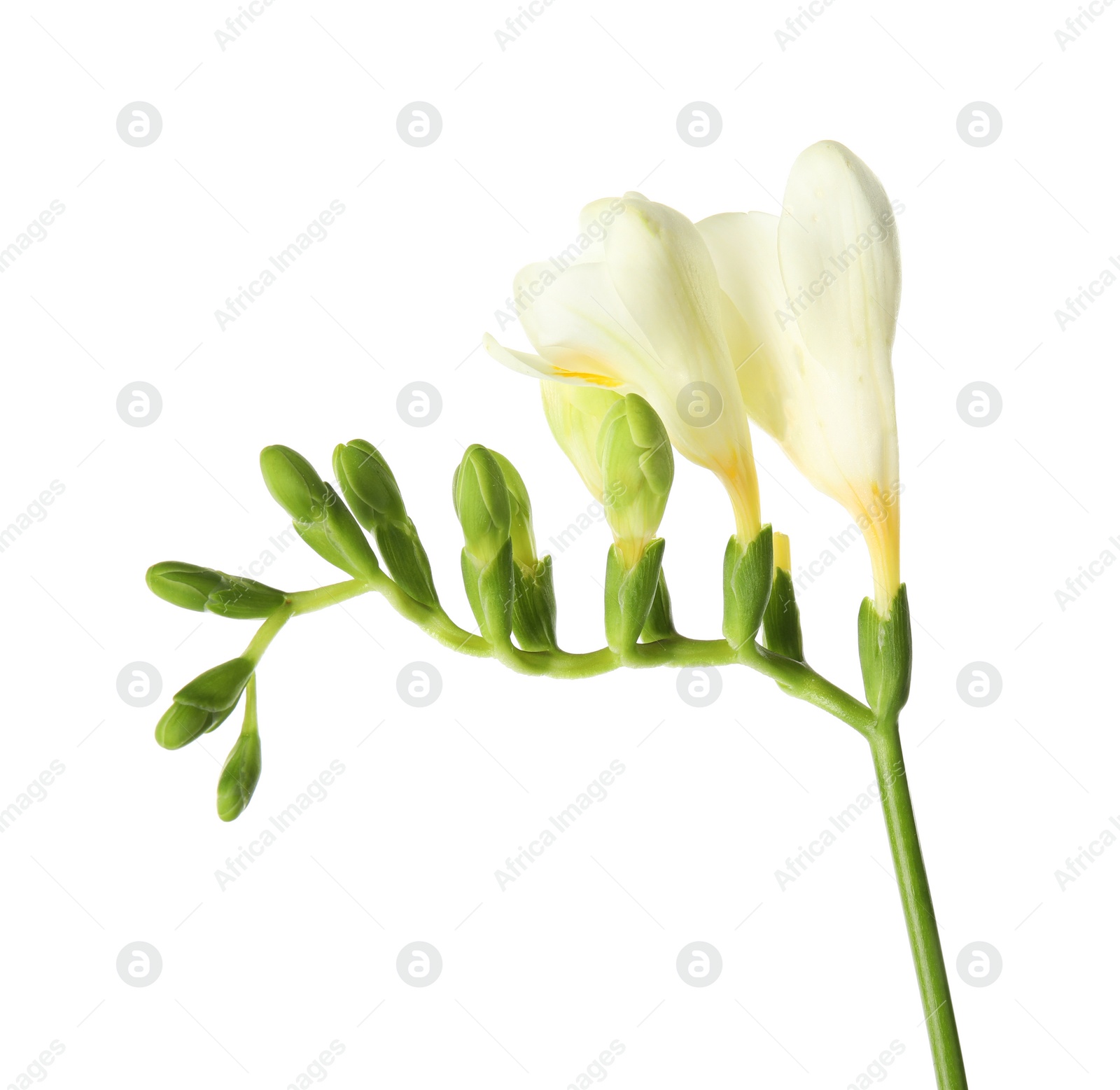 Photo of Beautiful freesia with fragrant flowers on white background