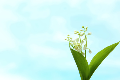 Photo of Beautiful lily of the valley flowers on light background. Space for text