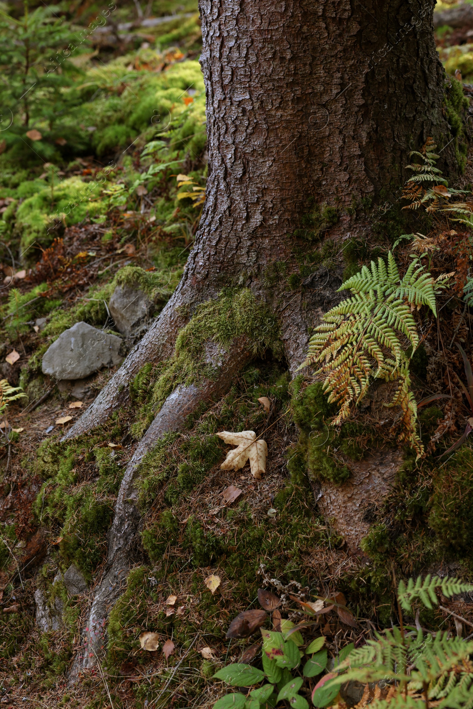 Photo of Tree roots overgrown with beautiful green moss in forest