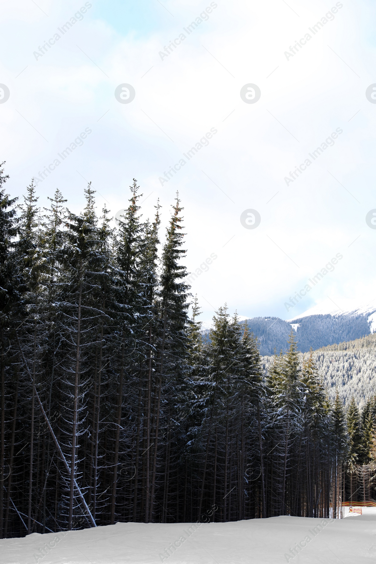 Photo of Beautiful landscape with mountain forest on sunny day in winter