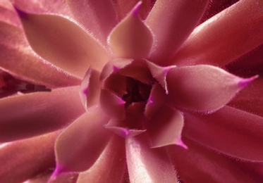 Image of Beautiful succulent plant as background, closeup view