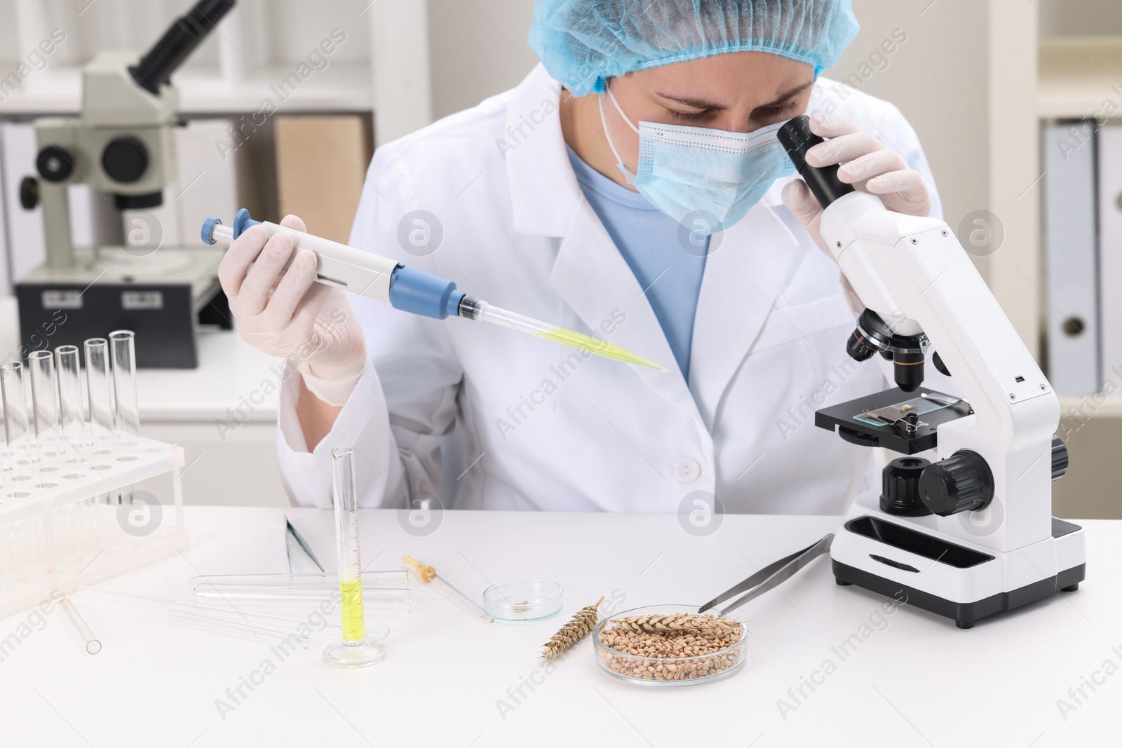 Photo of Quality control. Food inspector examining wheat grain under microscope in laboratory