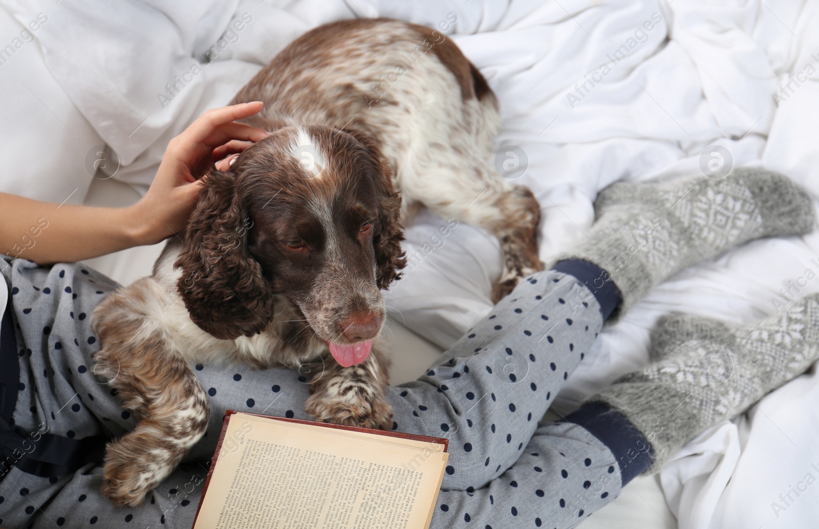 Photo of Adorable Russian Spaniel with owner on bed, above view