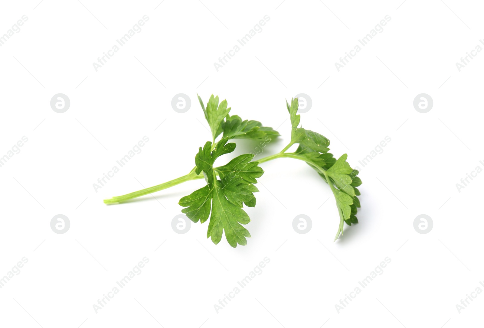 Photo of Fresh green organic parsley on white background