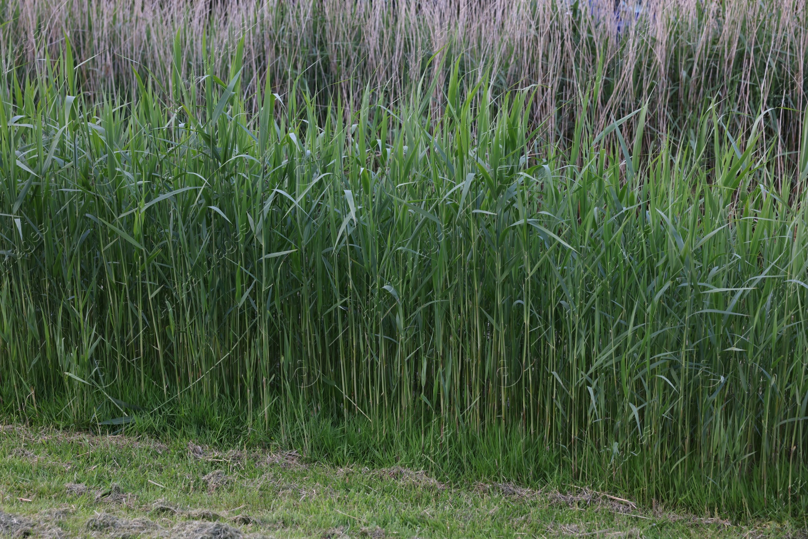 Photo of Beautiful view of green reed plants growing outdoors