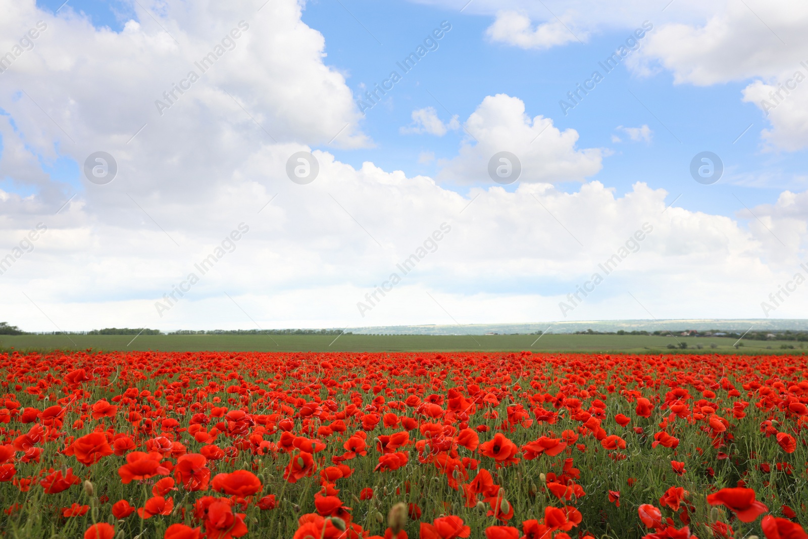 Photo of Beautiful red poppy flowers growing in field