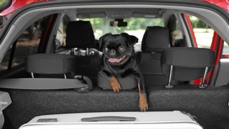 Photo of Cute Petit Brabancon dog inside modern car