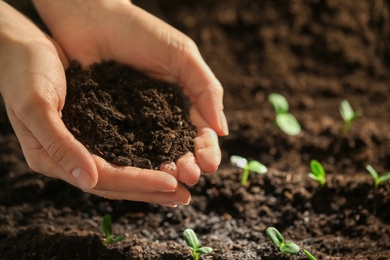 Photo of Woman with handful of soil near young seedlings, closeup