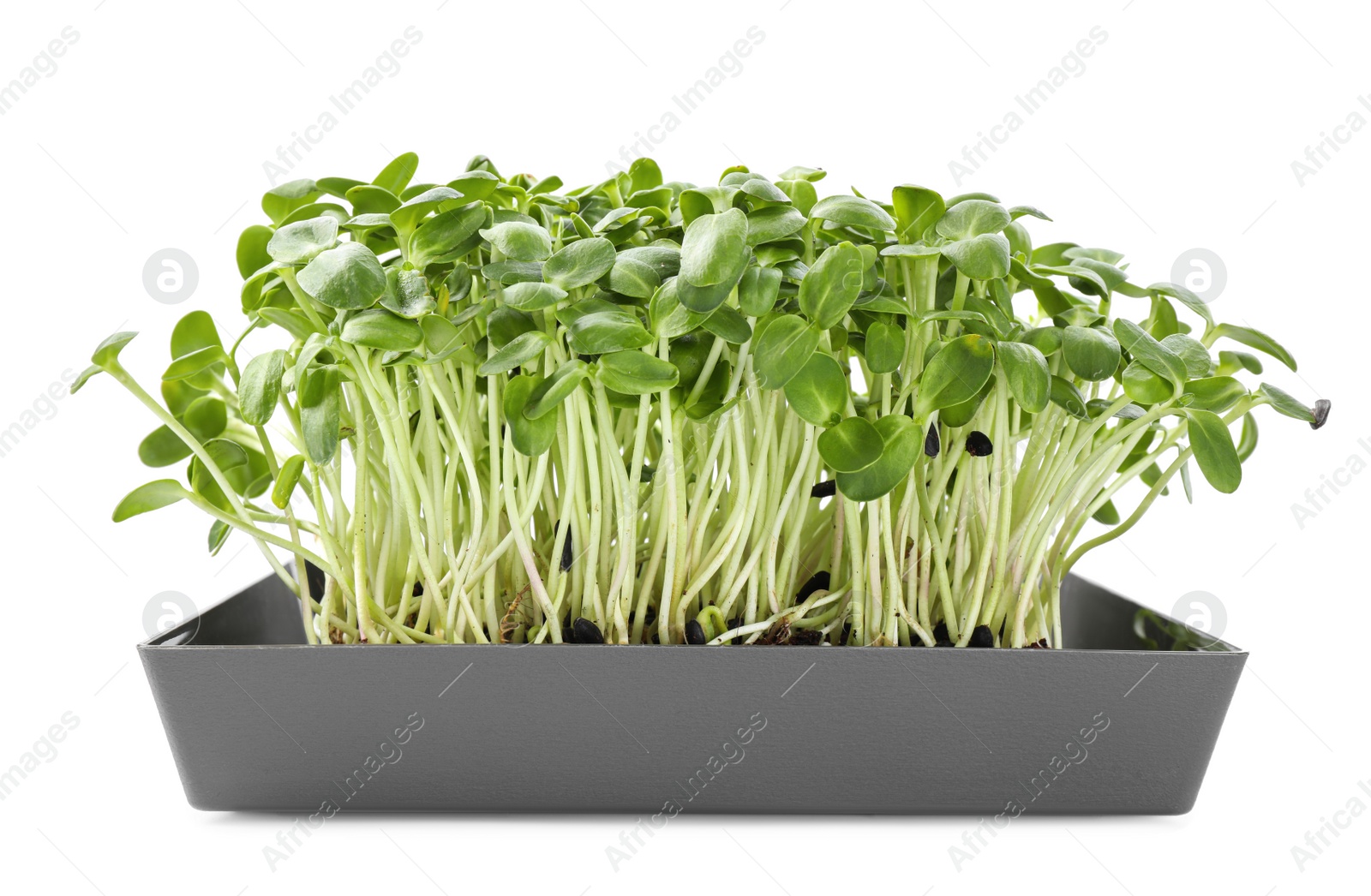 Photo of Fresh organic microgreen in soil on white background