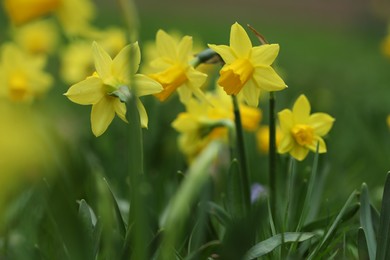 Photo of Beautiful yellow daffodil flowers growing outdoors, closeup