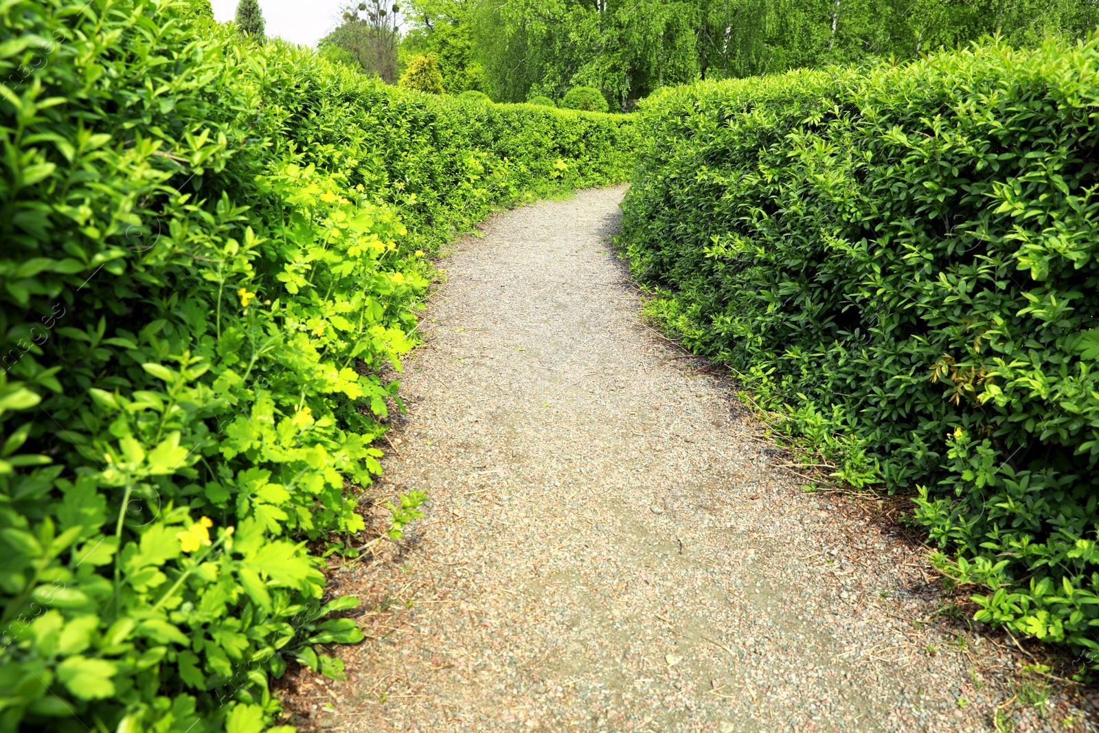 Photo of Beautiful view of green hedge maze on sunny day