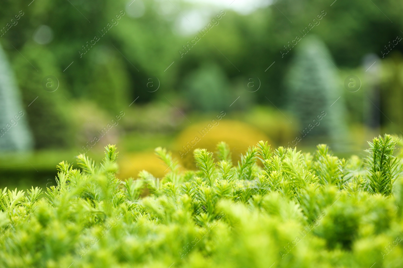 Photo of View of bush with green branches in garden