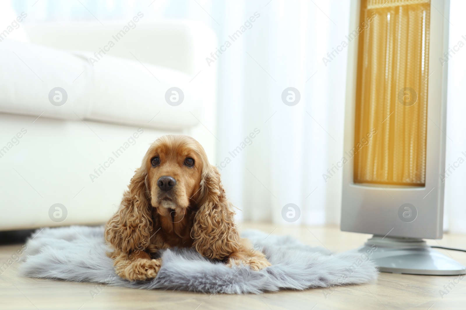 Photo of Beautiful cocker spaniel lying on rug near electric heater at home