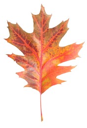 Photo of Autumn season. Oak leaf isolated on white