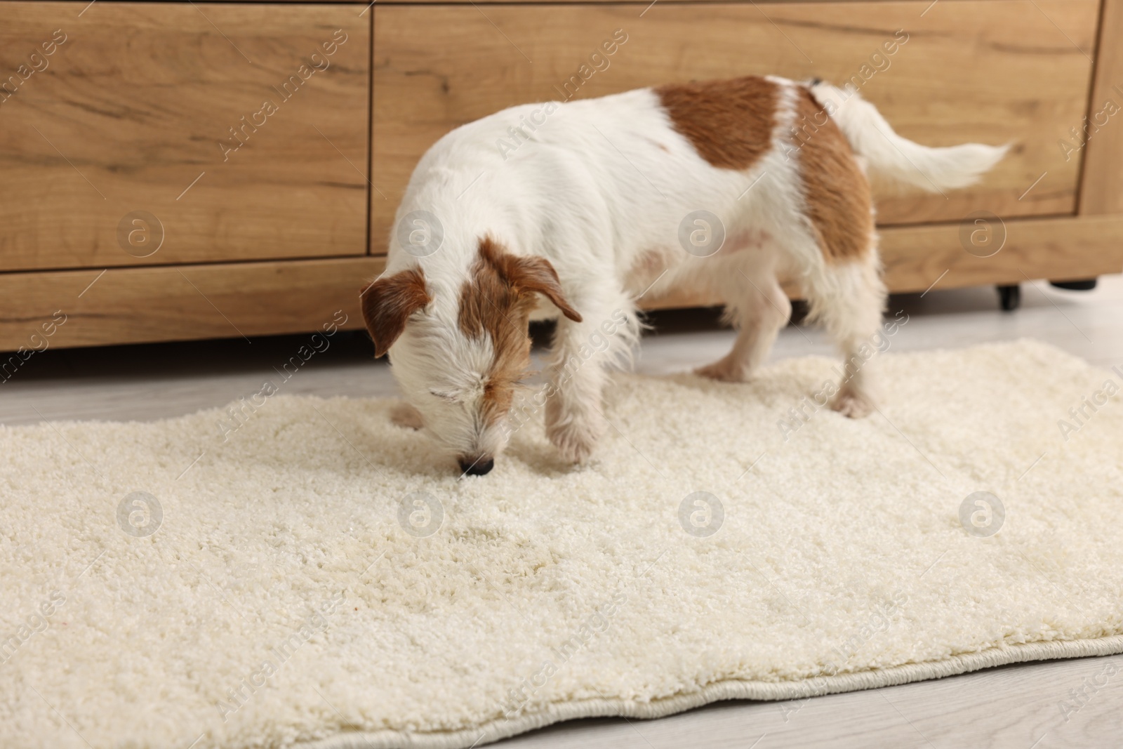 Photo of Cute dog near wet spot on rug indoors