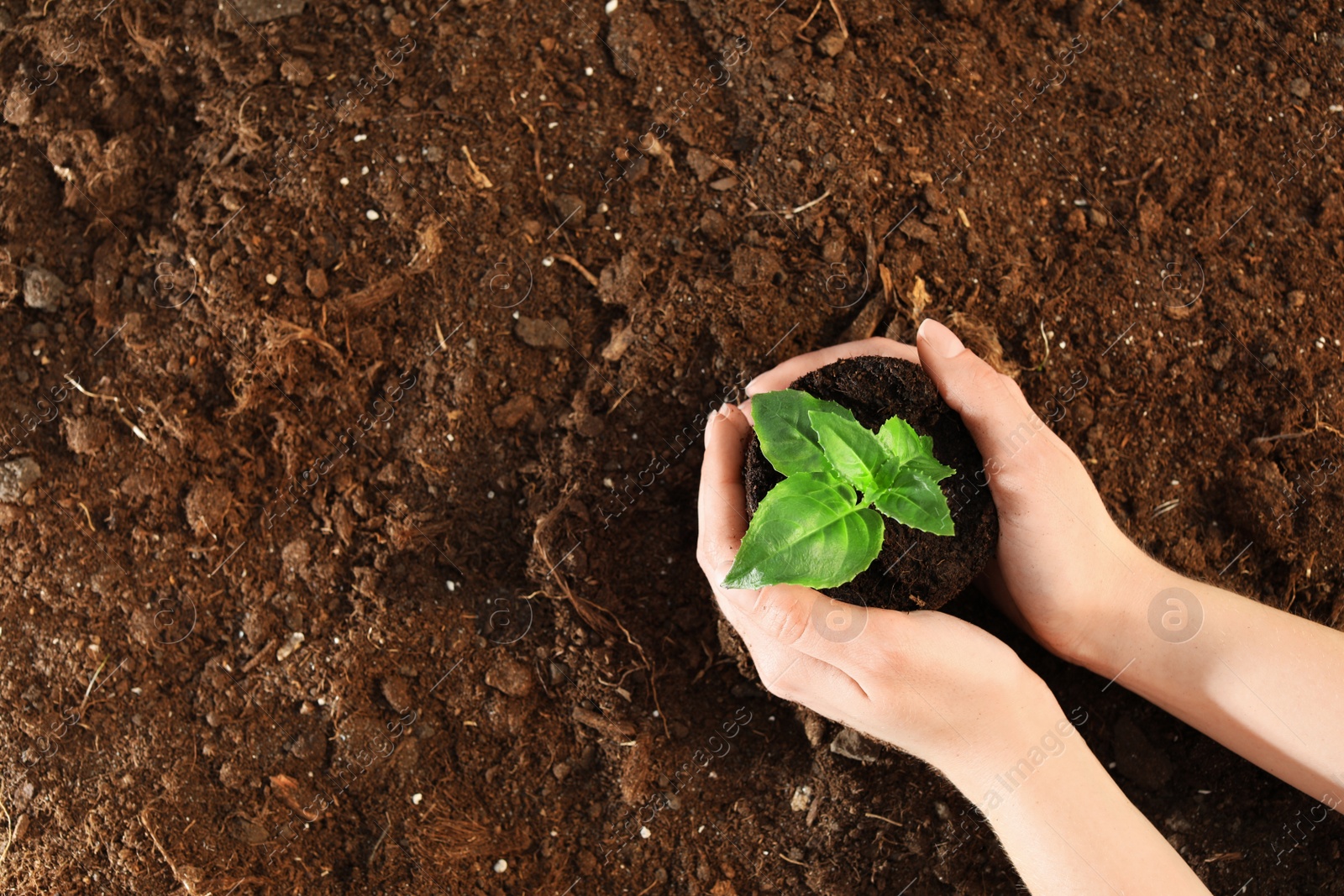 Photo of Woman holding soil with green seedling, top view. Space for text