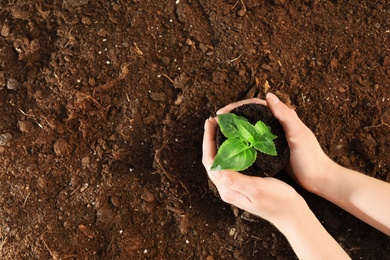 Photo of Woman holding soil with green seedling, top view. Space for text