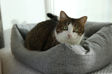 Photo of Cute cat lying on pet bed at home