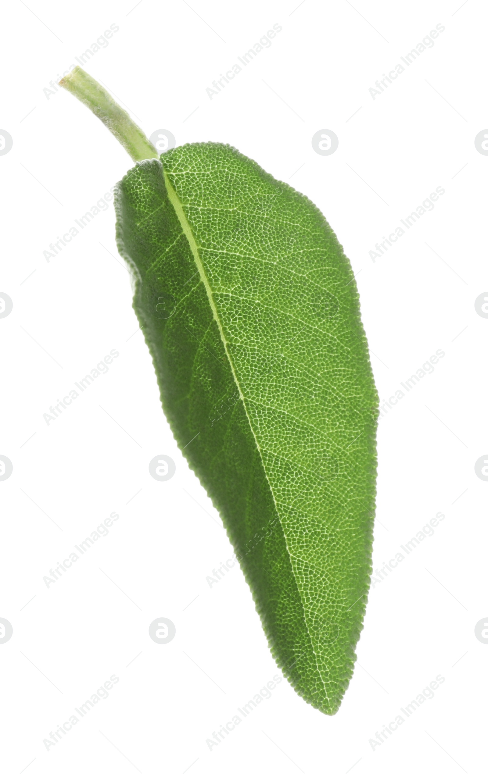 Photo of One fresh sage leaf isolated on white