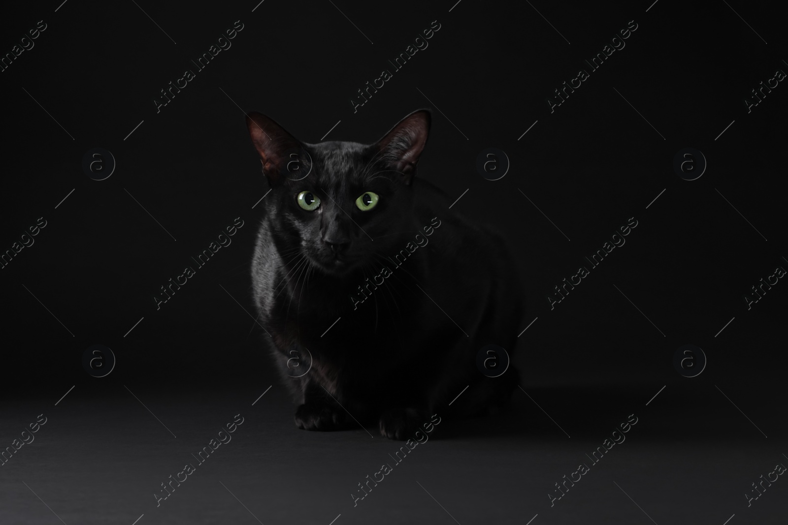 Photo of Adorable cat with green eyes on black background. Lovely pet