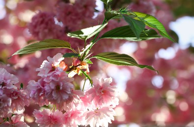 Photo of Beautiful sakura tree with pink flowers outdoors, closeup