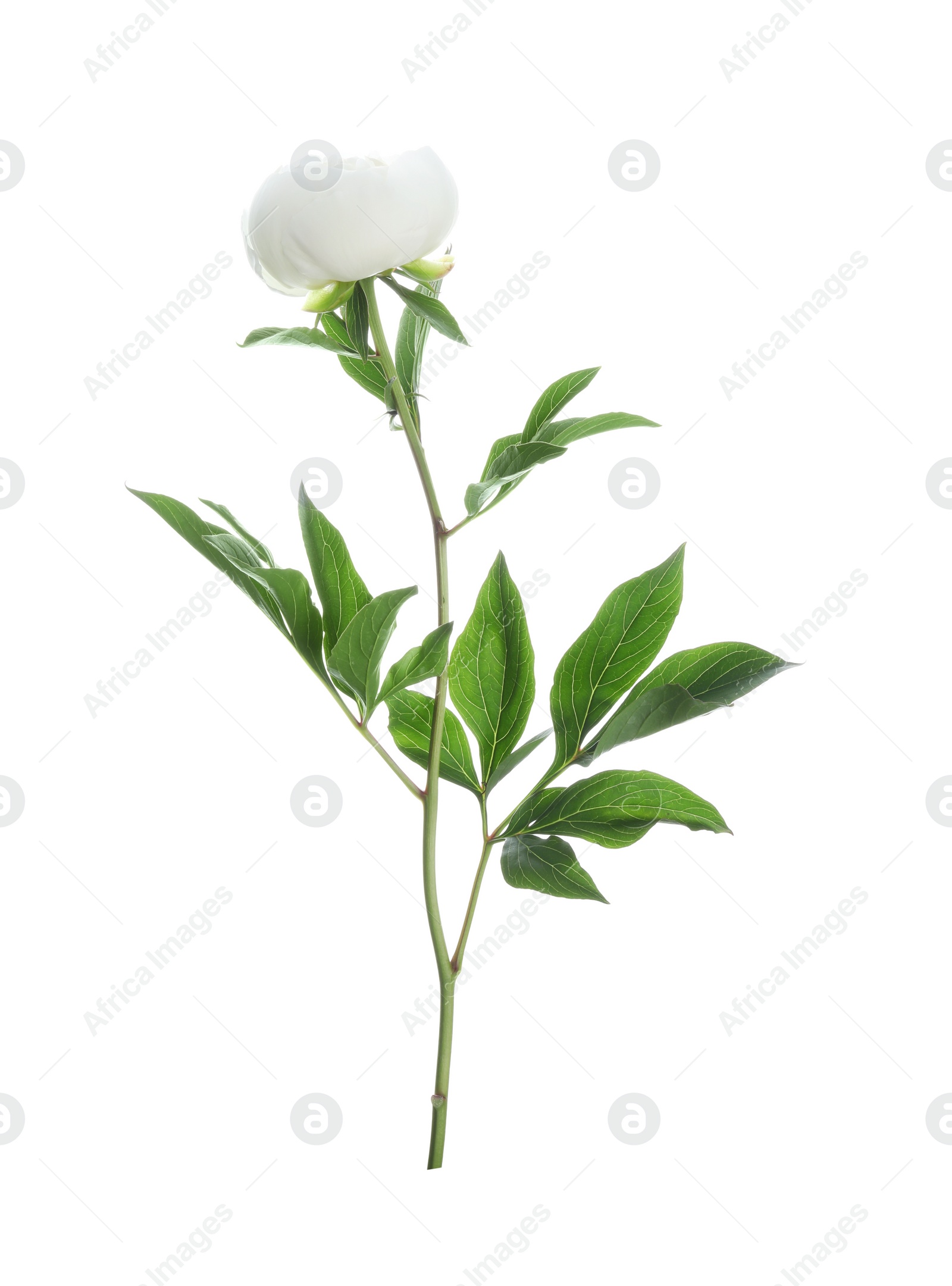 Photo of Beautiful blooming peony flower isolated on white
