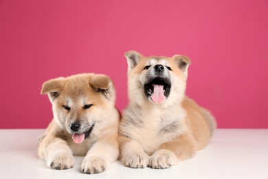 Photo of Adorable Akita Inu puppies on pink background