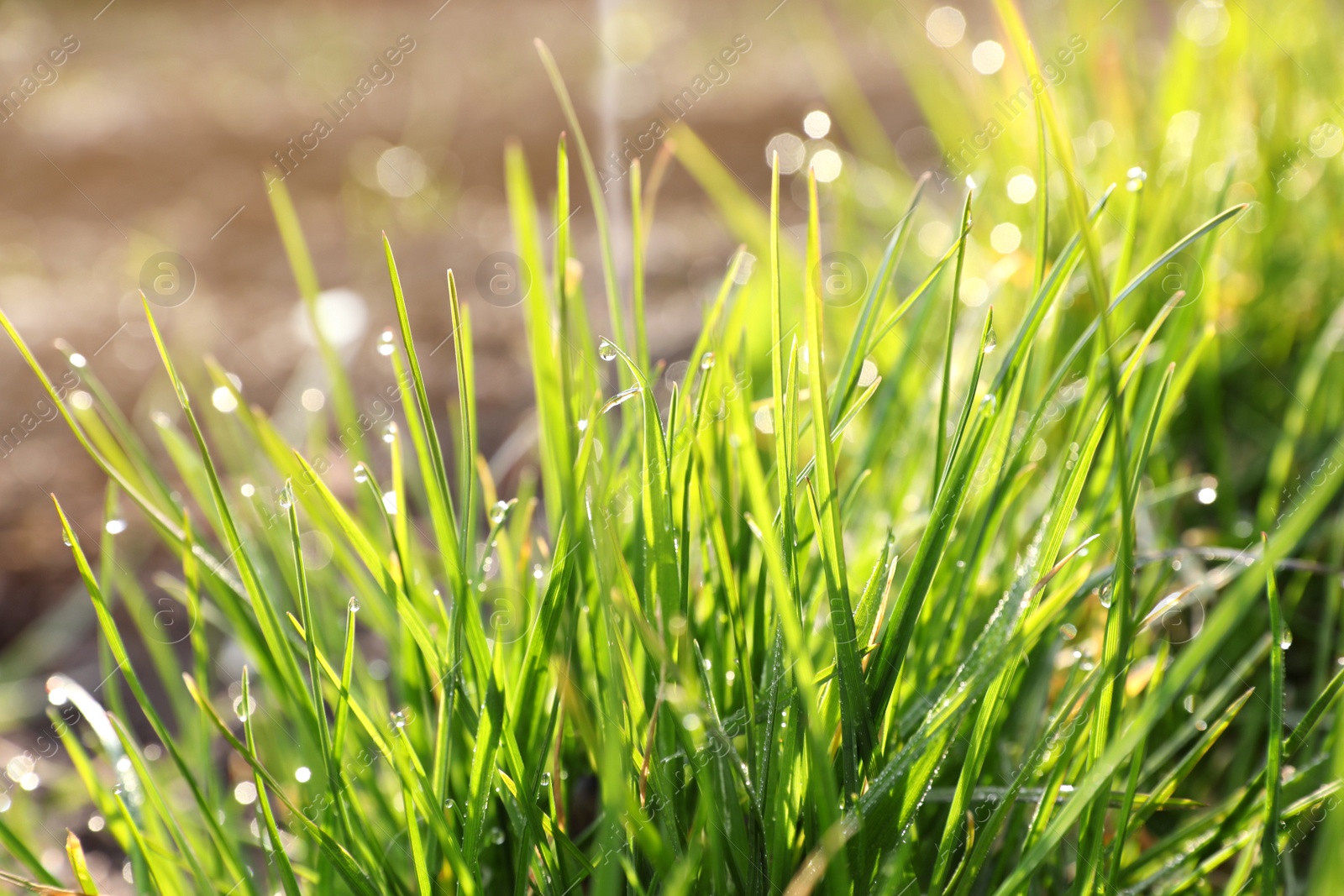 Photo of Green grass with morning dew outdoors, closeup