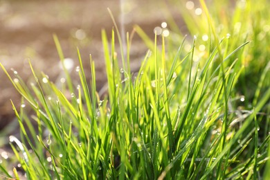 Photo of Green grass with morning dew outdoors, closeup