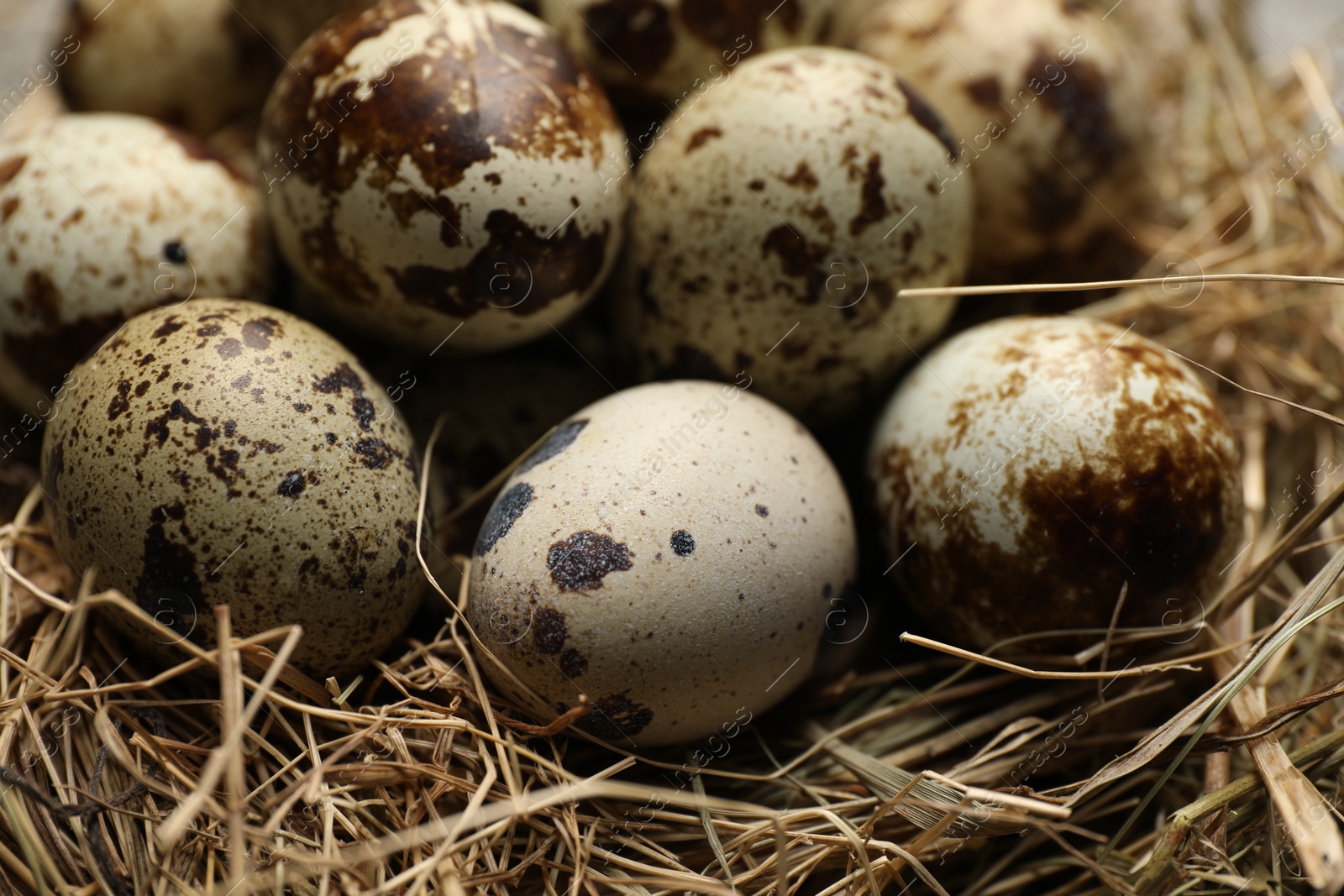 Photo of Nest with many speckled quail eggs on table, closeup