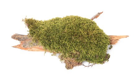 Tree bark piece with moss on white background, top view
