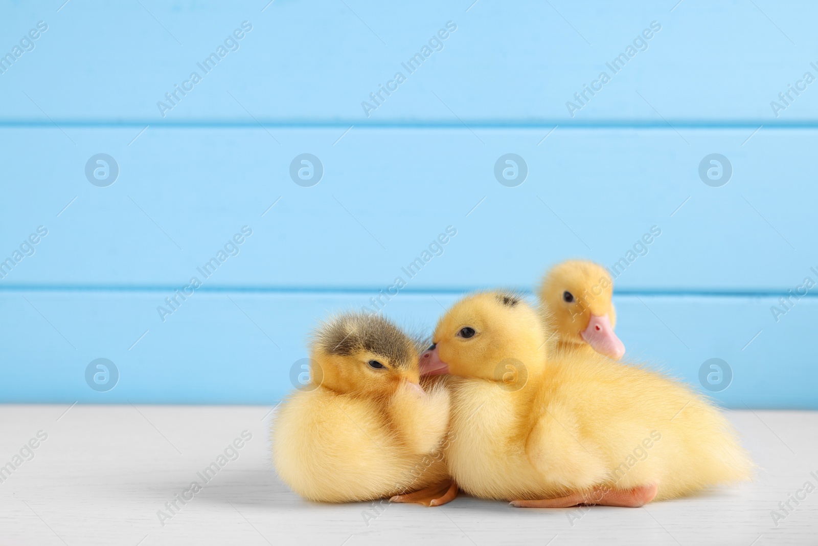 Photo of Baby animals. Cute fluffy ducklings on white wooden table near light blue wall, space for text