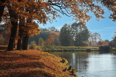 Photo of Picturesque view of park with beautiful trees and lake. Autumn season