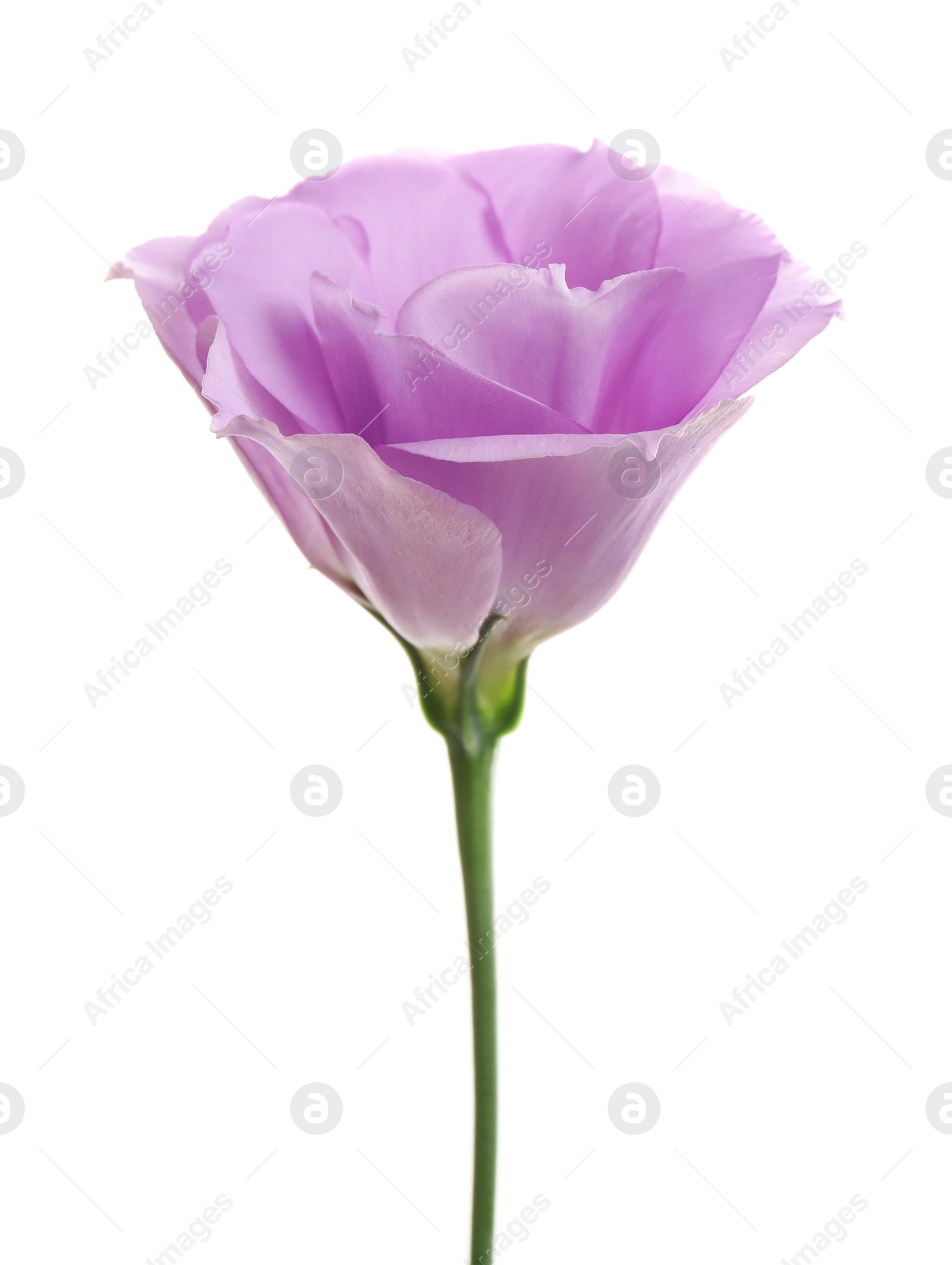 Photo of Beautiful fresh Eustoma flower on white background