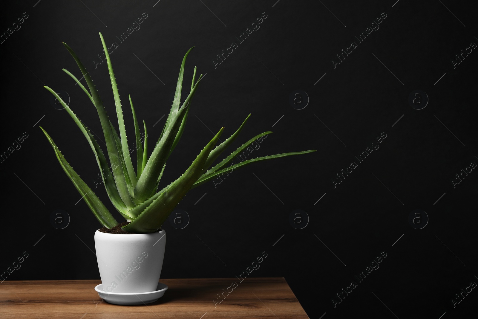 Photo of Green aloe vera in pot on wooden table against black background, space for text