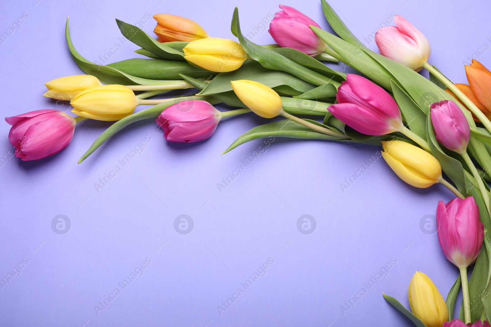 Photo of Beautiful tulips on violet background, flat lay. Space for text