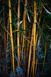 Photo of Beautiful bamboo plants with lush green leaves growing outdoors