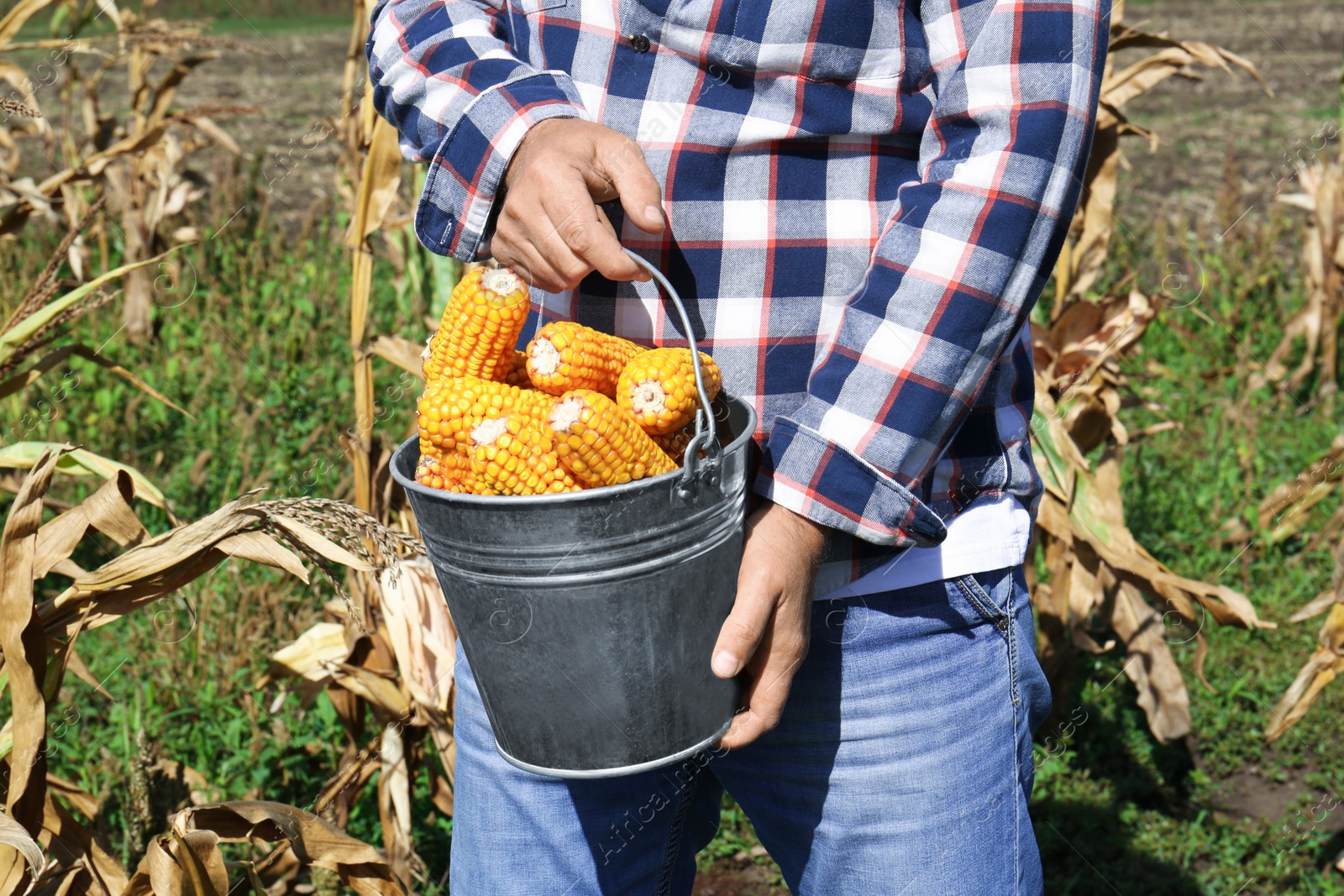 Photo of Man holding bucket with delicious ripe corn cobs in field, closeup