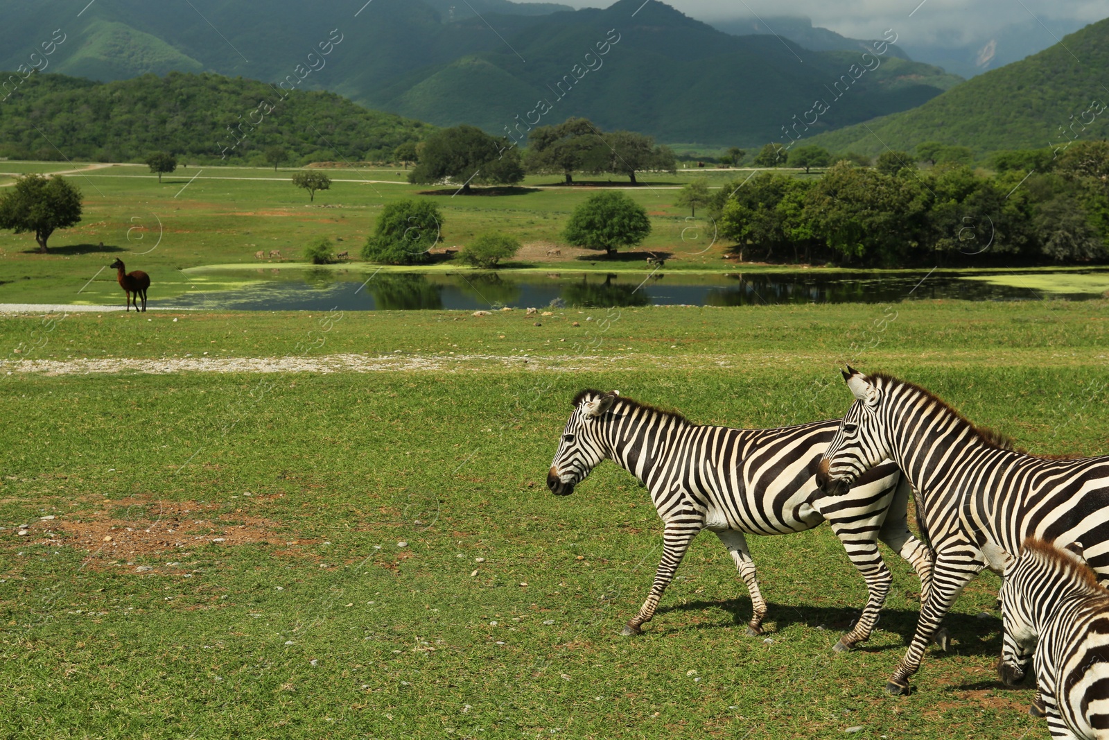 Photo of Beautiful striped African zebras in safari park