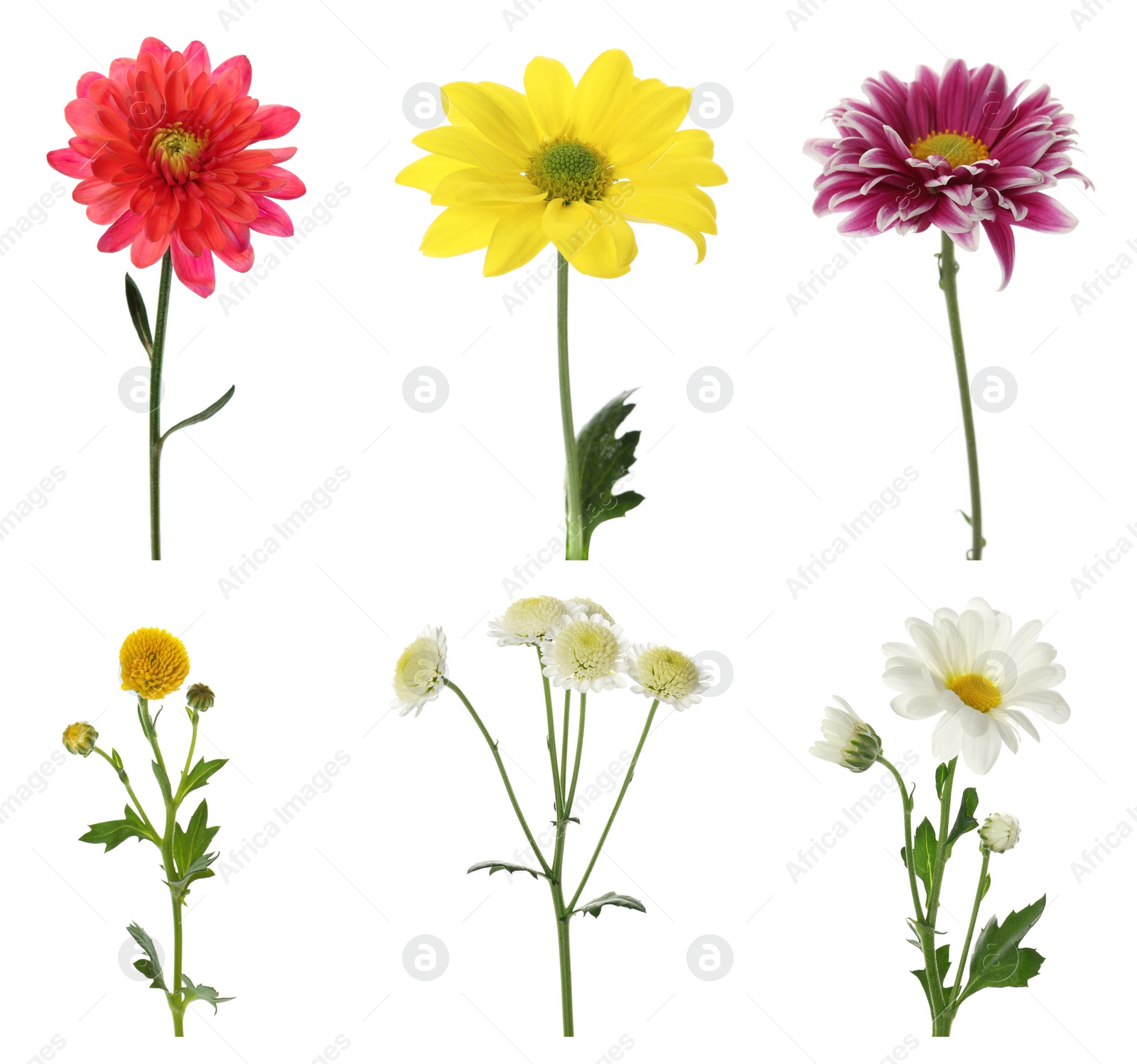 Image of Set with different beautiful chrysanthemum flowers on white background