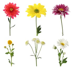 Set with different beautiful chrysanthemum flowers on white background