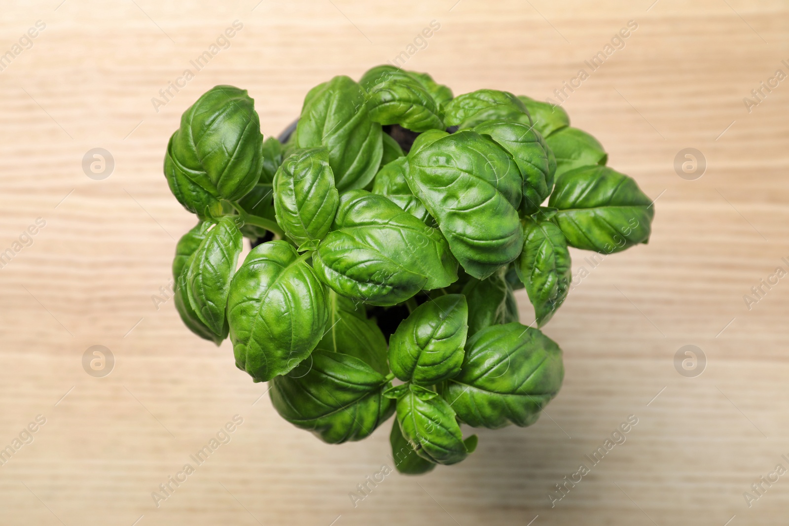 Photo of Fresh basil in pot on wooden background, top view