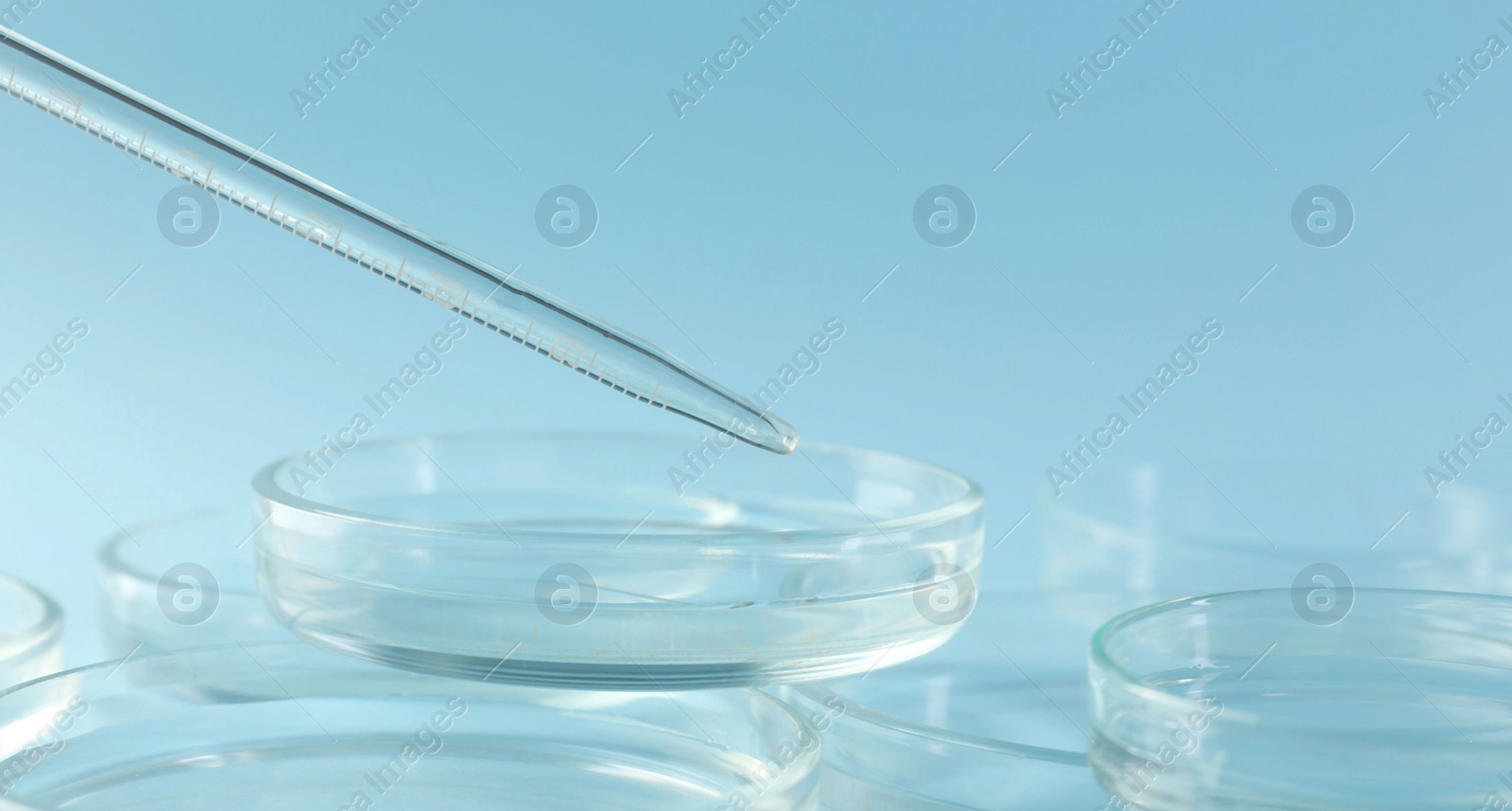 Photo of Pipette over petri dish on light blue background, closeup