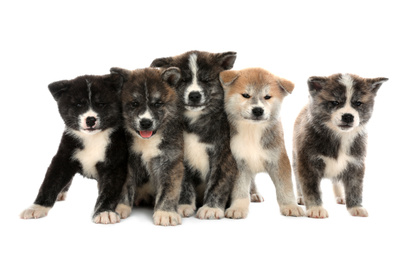 Photo of Cute Akita inu puppies on white background. Friendly dogs