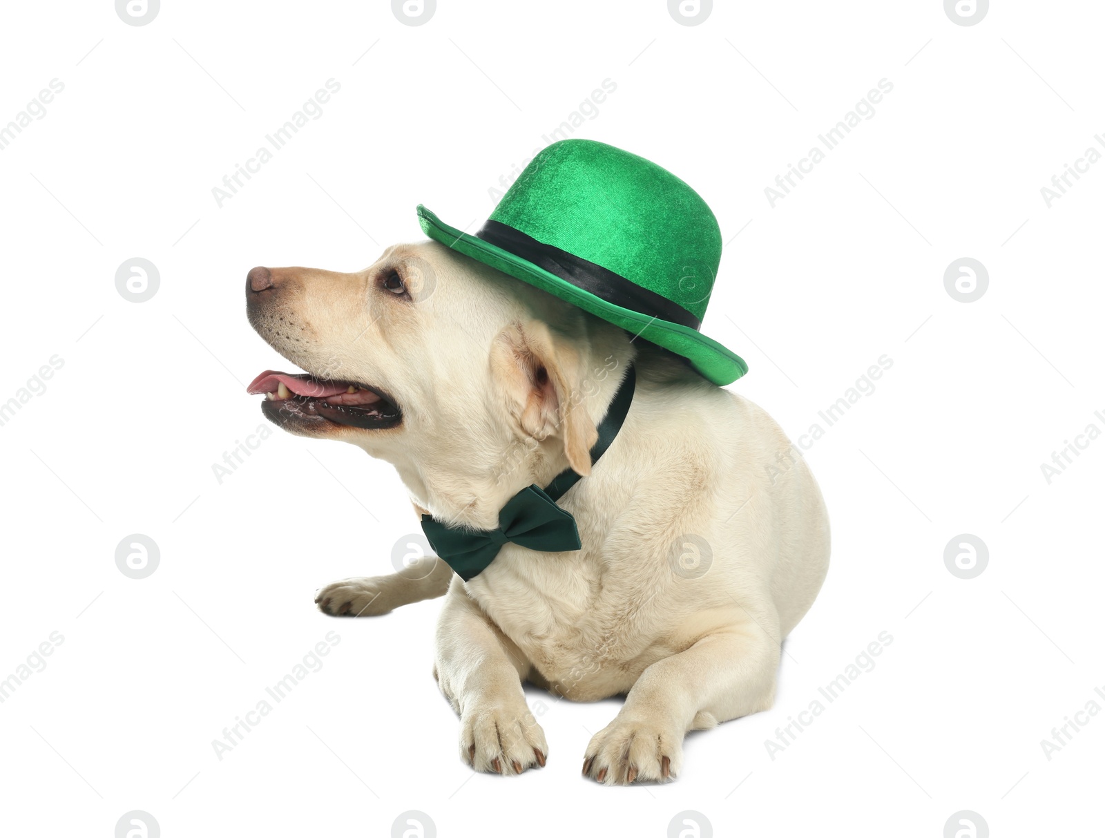 Photo of Labrador retriever with leprechaun hat and bow tie on white background. St. Patrick's day