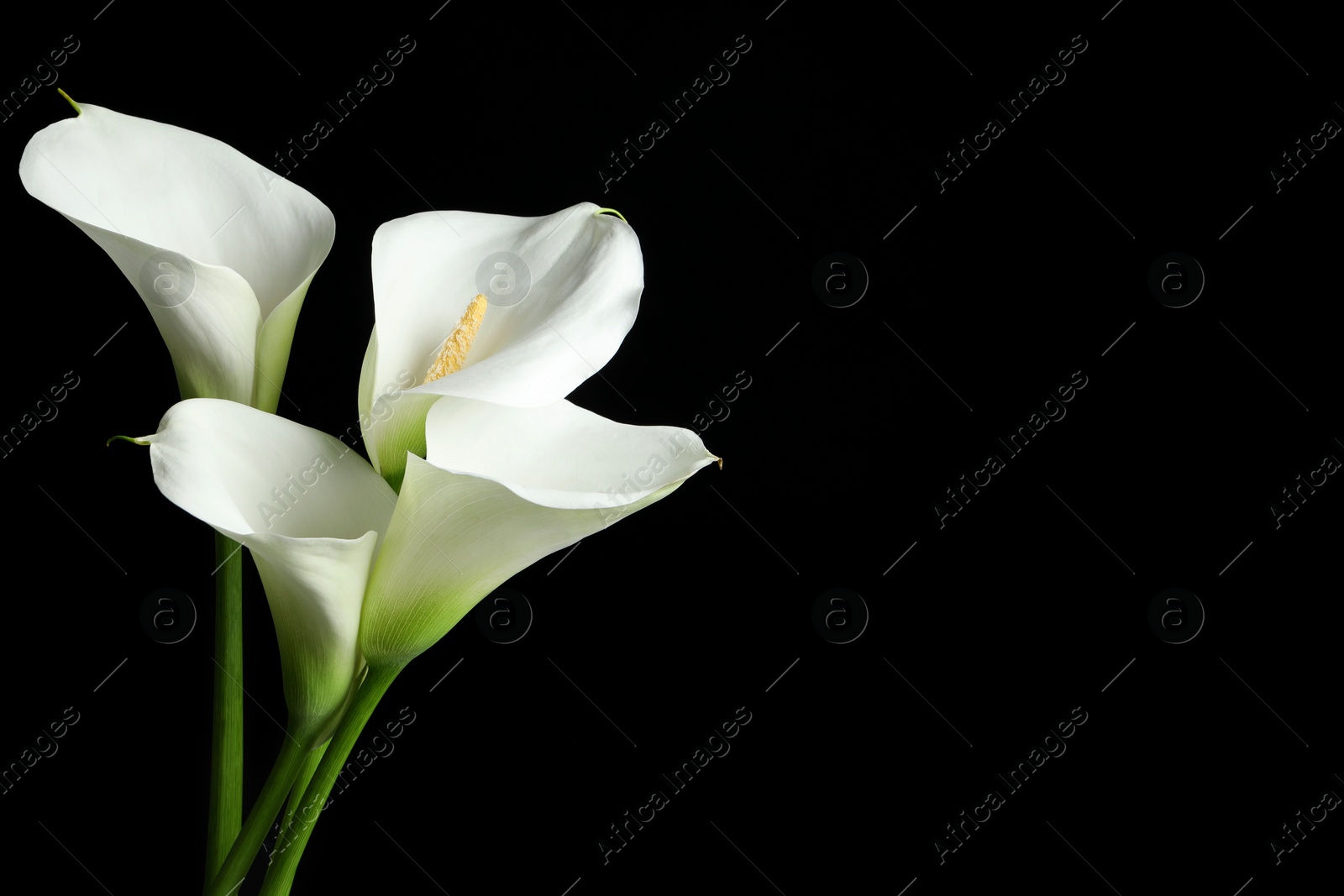 Photo of Beautiful calla lily flowers on black background. Space for text