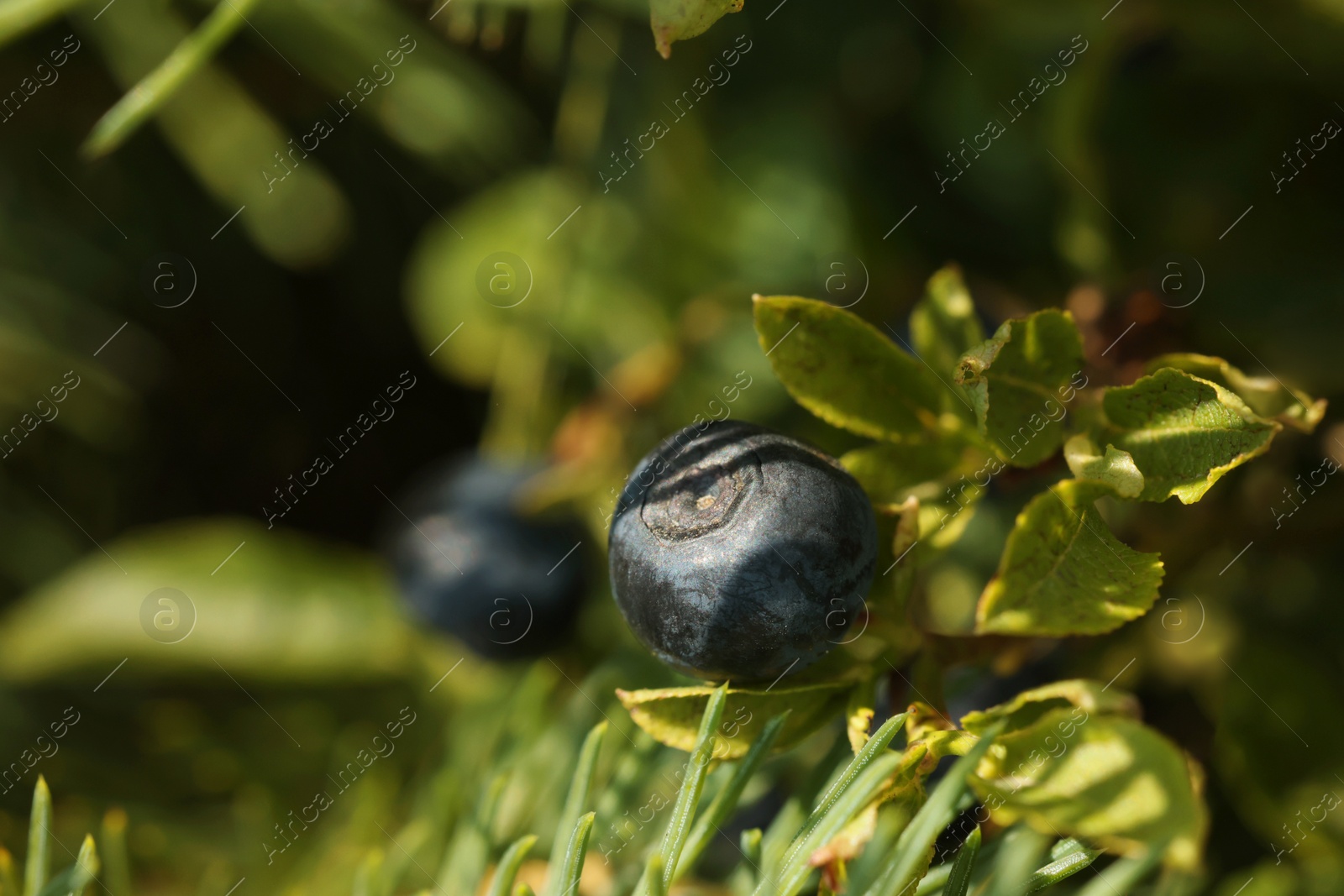 Photo of Ripe bilberry growing in forest, closeup. Space for text