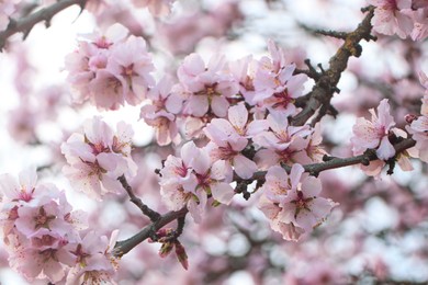 Delicate spring pink cherry blossoms on tree outdoors, closeup