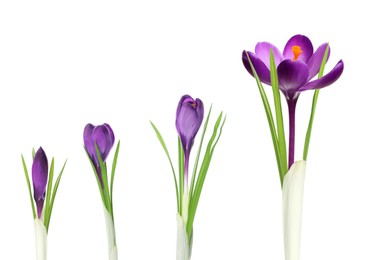 Image of Beautiful spring crocus flowers on white background. Stages of growth
