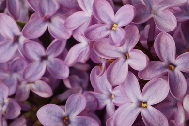 Closeup view of beautiful blossoming lilac as background